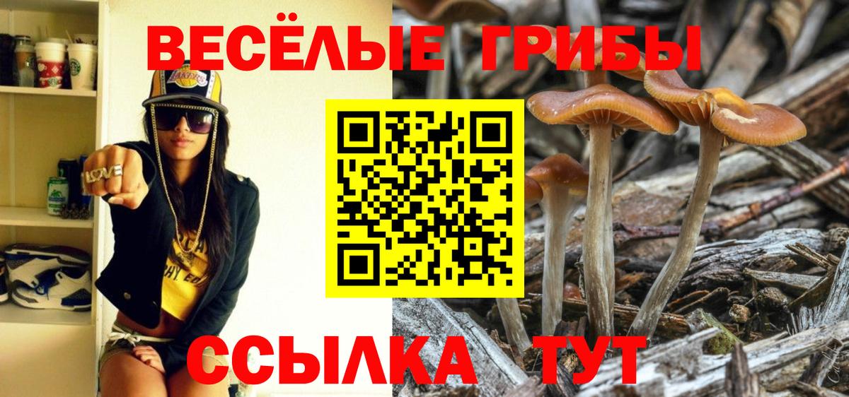 Галлюциногенные грибы Psilocybe Коряжма